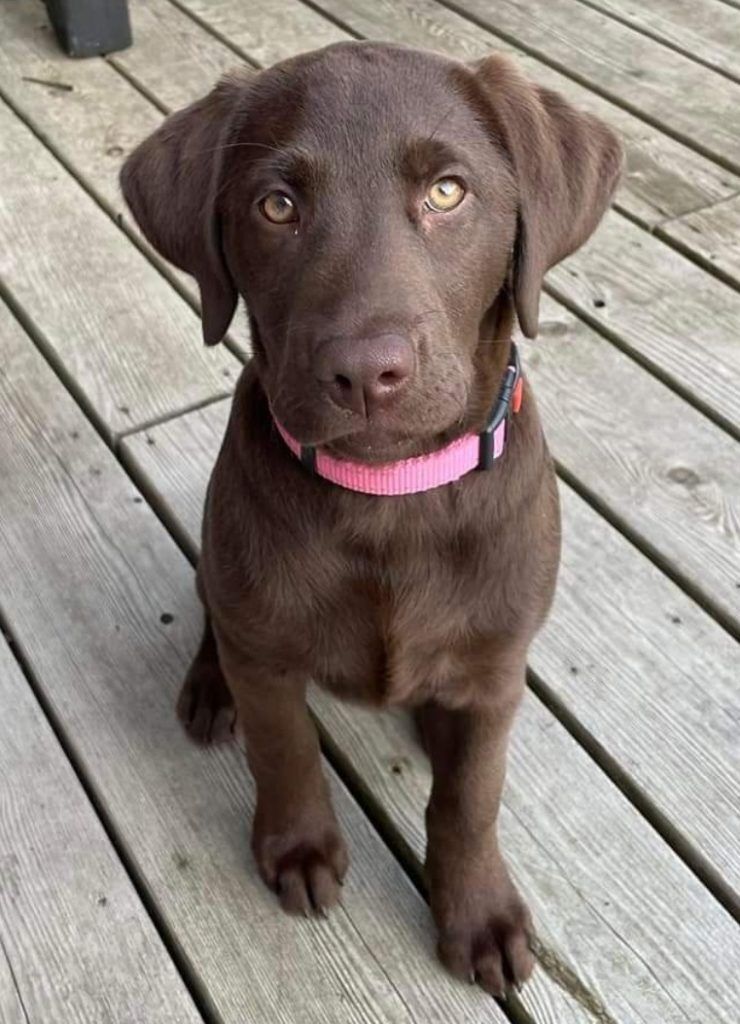 Home Lucky Labs Breeders Labrador Retriever Breeder