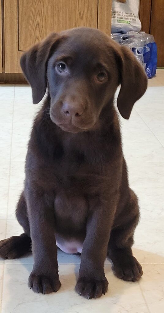 Labrador Puppy Guardian Program